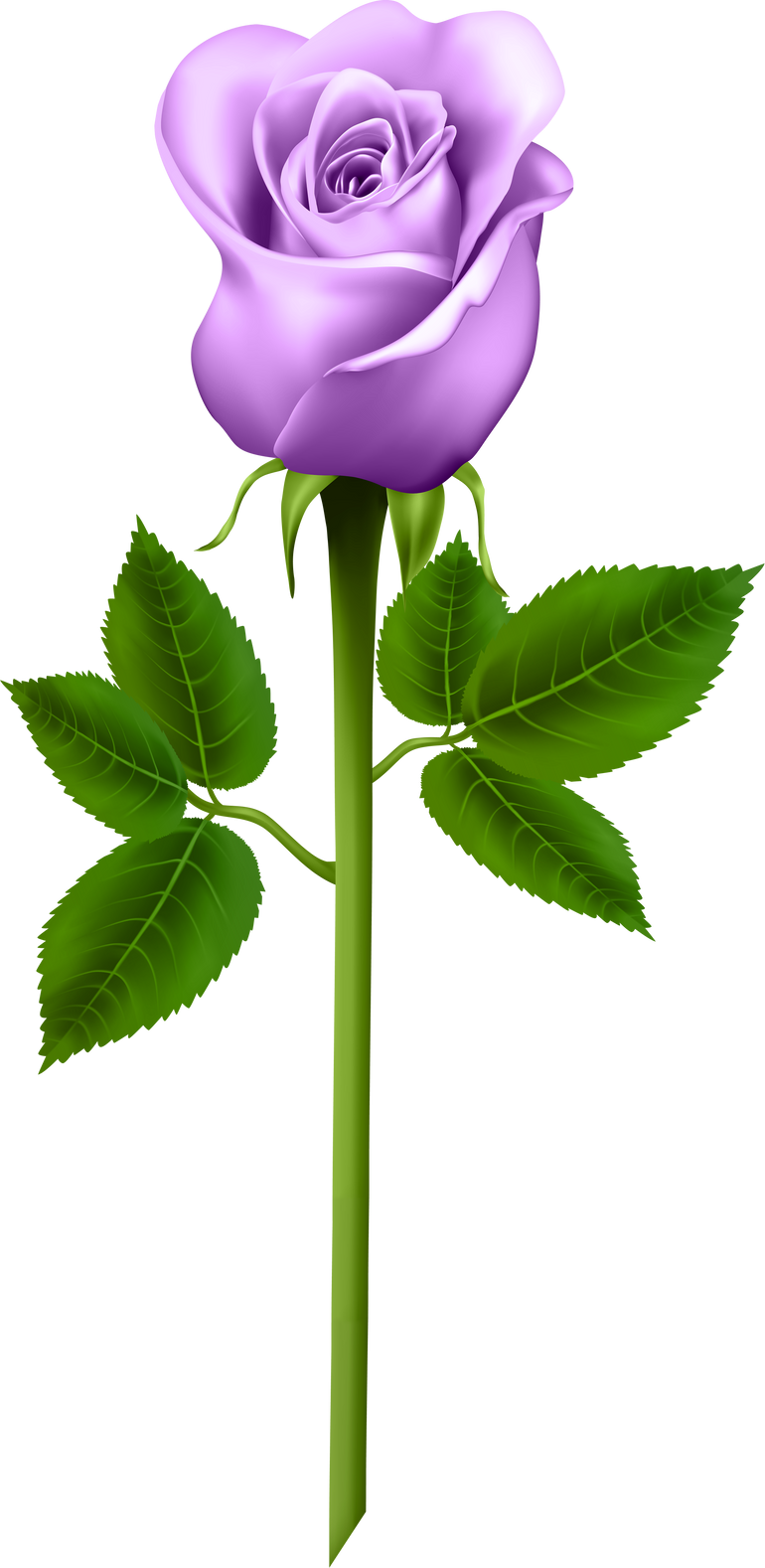 purple rose with stem illustration 2